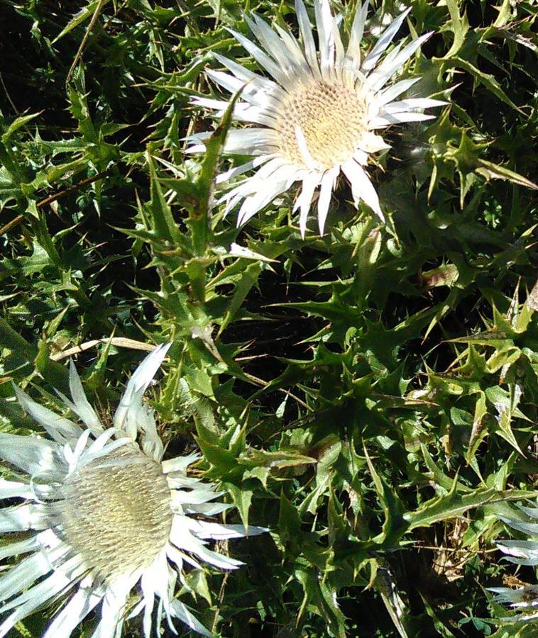 Carlina Bianca Villa Vidiciatico Buitenkant foto